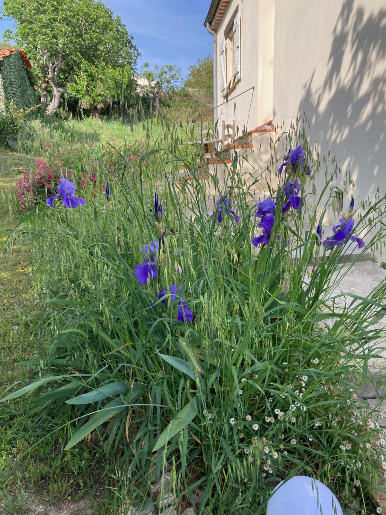 Villa Les Figuiers Cagnes-sur-Mer Extérieur photo